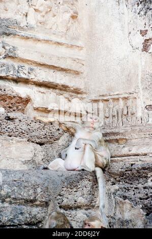 Divertente Monkey rilassante al tempio buddista Phra Prang Sam Yot, Lopburi, Thailandia, Sud-est asiatico Foto Stock