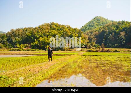 Uomo dalla tribù di Lahu Hill camminando attraverso un risaia vicino Chiang Rai, Thailandia, Sud-est asiatico Foto Stock