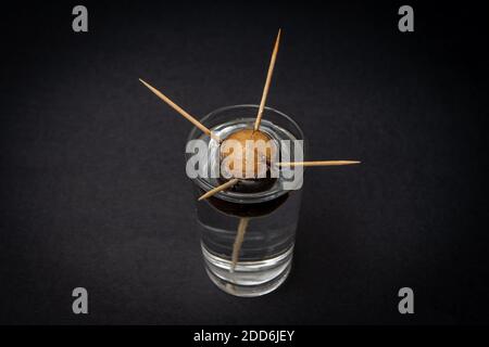 Semi di avocado che prendono radice in un bicchiere d'acqua tenuto da quattro stuzzicadenti. Concetto di coltivazione Foto Stock