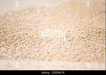 Sand Balls creato da un granchio su Setty Five Mile Beach, Fraser Island, Queensland, Australia Foto Stock