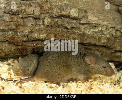 Casa Moise, mus musculus, femmina con i giovani Foto Stock