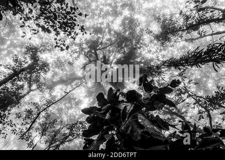 Misty Jungle, Mashpi Cloud Forest nella foresta pluviale Choco, Ecuador, Sud America Foto Stock