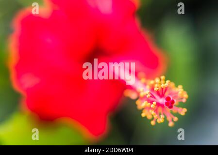 Fiore rosso di Hibiscus, Foresta pluviale amazzonica, Coca, Ecuador, Sud America Foto Stock