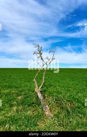 Piante in un paesaggio estivo Foto Stock