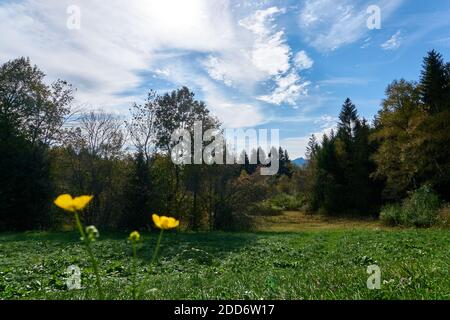 Piante in un paesaggio estivo Foto Stock