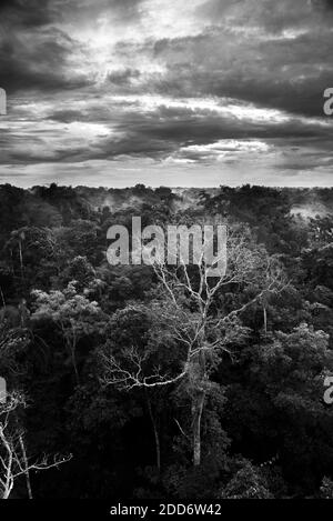 Amazon Rainforest at Sacha Lodge, Coca, Ecuador, Sud America Foto Stock