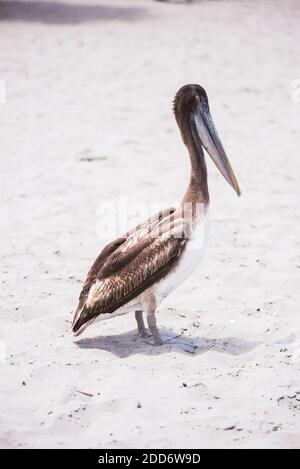 Pelican peruviano (Pelecanus Thagus), Paracas, Ica, Perù, Sud America Foto Stock