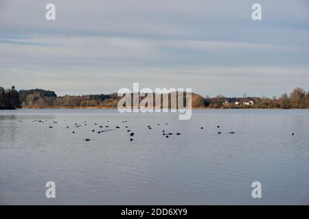 Passeggiata autunnale intorno al lago Seeham Foto Stock