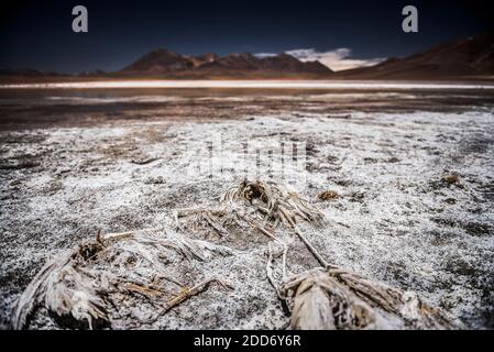 Fenicotteri morti ricoperti di sale a Laguna Hedionda, un lago salino nell'Altiplano della Bolivia, in Sud America Foto Stock