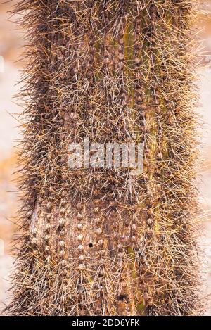 Aghi Cactus, Parco Nazionale Cactus (Parque Nacional Los Cardones), Valle Cachi, Valli Calchaqui, Provincia Salta, Argentina del Nord, Sud America Foto Stock