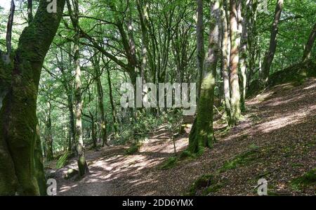 Viadotto di Teffry, Valle di Luxulyan 100920 Foto Stock