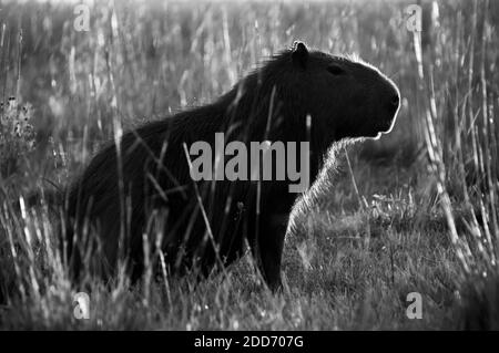 Silhouette di Capybara (Hydrochoerus hydrochaeris), le paludi di Ibera (Esteros del Ibera), una zona paludosa della provincia di Corrientes, Argentina, Sud America Foto Stock