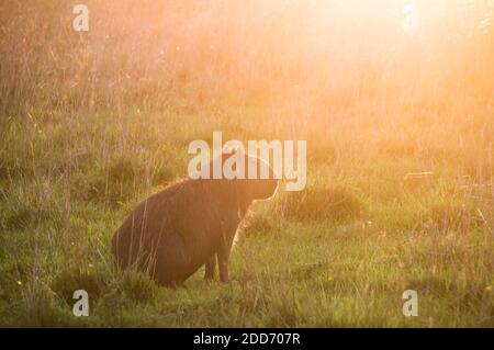 Capybara (Hydrochoerus hydrochaeris) al tramonto, zone umide di Ibera (Esteros del Ibera), una zona paludosa della provincia di Corrientes, Argentina, Sud America Foto Stock