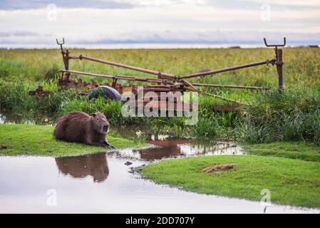 Capybara (Hydrochoerus hydrochaeris) a Estancia San Juan de Poriahu, Ibera Wetlands (Esteros del Ibera), Provincia di Corrientes, Argentina, Sud America Foto Stock