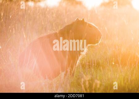 Capybara (Hydrochoerus hydrochaeris) al tramonto, zone umide di Ibera (Esteros del Ibera), una zona paludosa della provincia di Corrientes, Argentina, Sud America Foto Stock