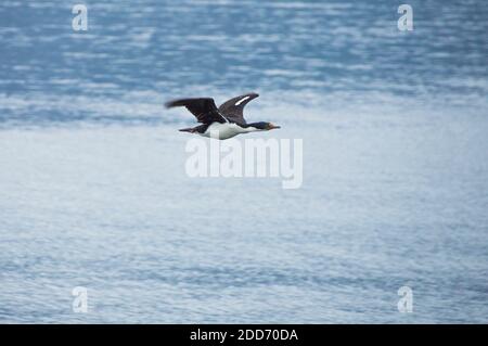 Cormorano che vola nel canale di Beagle, Ushuaia, Tierra del Fuego, Argentina, Sud America Foto Stock