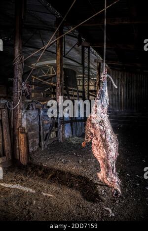 Essiccazione della carne nella fattoria di Estancia la Oriental, Parco Nazionale Perito Moreno, Provincia di Santa Cruz, Patagonia, Argentina, Sud America Foto Stock