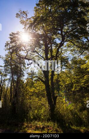 Scenario nel Parco Nazionale Vicente Perez Rosales, Distretto dei Laghi del Cile, Cile, Sud America Foto Stock