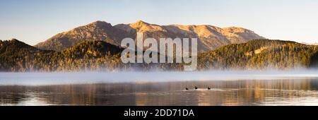 Anatre su un nebbioso lago Nahuel Huapi all'alba, Villa la Angostura, Neuquen, Patagonia, Argentina, Sud America Foto Stock