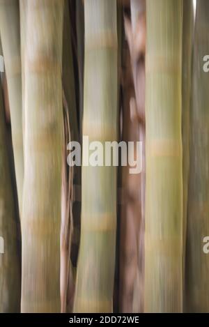 Foresta di bambù, Giardini Botanici nazionali di Kandawgyi, Pyin Oo Lwin, Myanmar (Birmania) Foto Stock