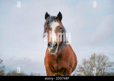 Angolo basso, vista frontale primo piano di inquisitivo cavallo marrone castagno guardando dritto alla fotocamera, isolato in campo britannico all'aperto. Foto Stock