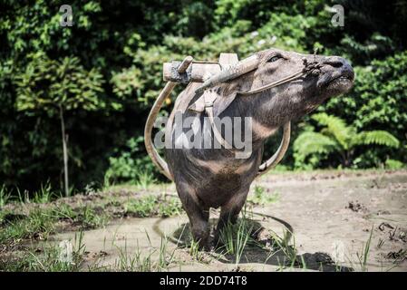 Arare risaie risaie con bufalo d'acqua vicino Bukittinggi, Sumatra occidentale, Indonesia, Asia Foto Stock