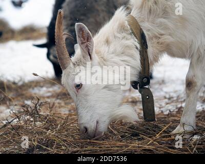Capra mangia fieno nel pascolo invernale Foto Stock