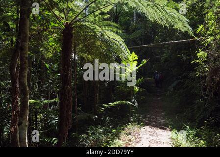 Riserva Perinet, Parco Nazionale Andasibe-Mantadia, Regione Alaotra-Mangoro, Madagascar Orientale Foto Stock