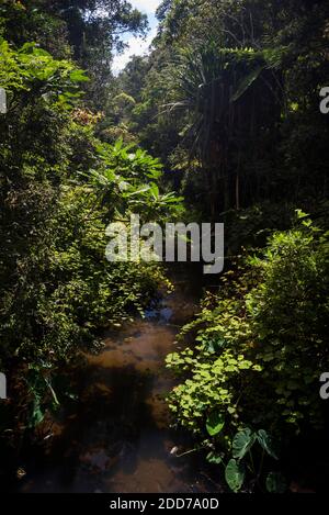 Riserva Perinet, Parco Nazionale Andasibe-Mantadia, Regione Alaotra-Mangoro, Madagascar Orientale Foto Stock