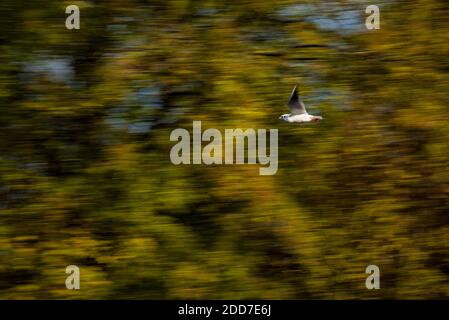 Autunno a Regents Park, uno dei parchi reali di Londra, Inghilterra Foto Stock