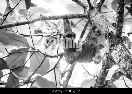 Marrone tre dita di punta Sloth, Playa Biesanz Beach, Manuel Antonio, Costa Rica Foto Stock