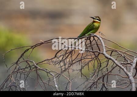 Madagascar Bee-Eater (alias Olive Bee-Eater, Merops superciliosus), Parco Nazionale di Isalo, Regione di Ihorombe, Madagascar Foto Stock