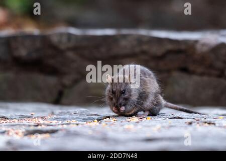 Un ratto che mangia semi nel Central Park Foto Stock