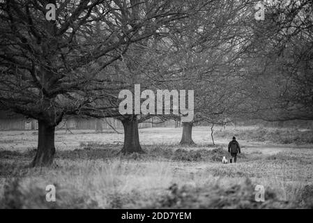 Dog Walker a Richmond Park, Londra, Inghilterra Foto Stock