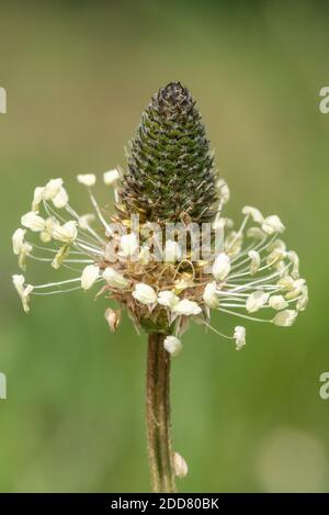 Macro shot di una pianta a foglia stretta (lanceolata plantago) Foto Stock