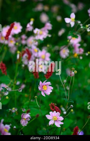 Anemone hupehensis var japonica, fiore viola, fiori, fioritura, fiore di vento, autunno, tarda estate, display, giardino cottage, persicaria amplexicaulis Fat Domi Foto Stock