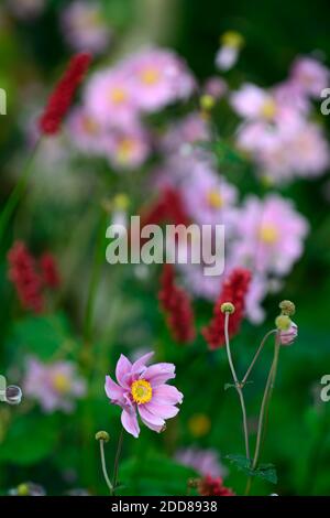 Anemone hupehensis var japonica, fiore viola, fiori, fioritura, fiore di vento, autunno, tarda estate, display, giardino cottage, persicaria amplexicaulis Fat Domi Foto Stock