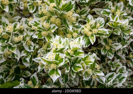 Le contrastanti foglie bianche e verdi di Euonymus fortunei variegato, con grappoli di fiori globulari cremosi Foto Stock