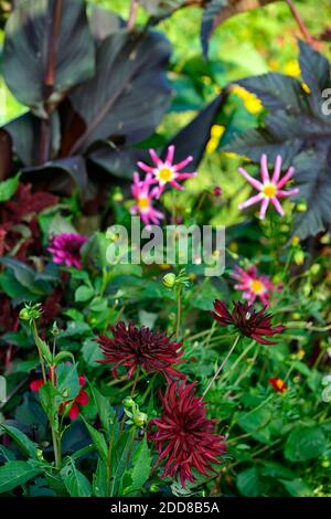 Dahlia chat noir,dalie,dark,viola,quasi nero,fiore,fiori,fioritura,perenne,RM Floral Foto Stock