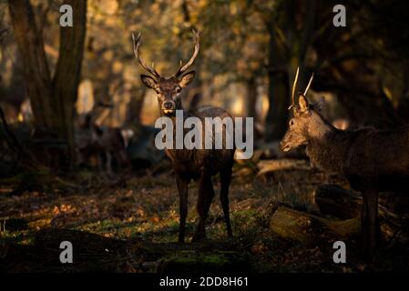 Scena britannica della fauna selvatica, di un bel maschio Red Deer Stag (cervus elaphus) in un paesaggio boscoso all'alba in bella luce, sfondo con spazio di copia Foto Stock