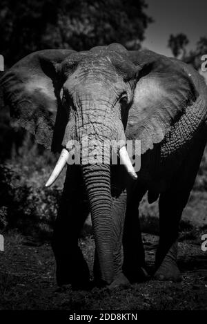 Elefante africano (Loxodonta africana) nel Parco Nazionale di Aberdare, Kenya Foto Stock