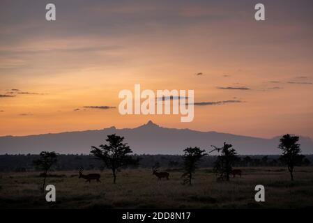Impala e Monte Kenya all'alba al Ranch El Karama, Laikipia County, Kenya Foto Stock