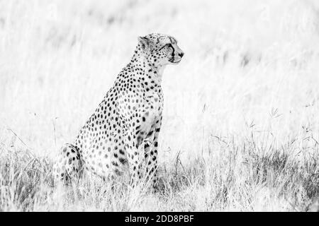 Cheetah (Achinonyx jubatus) a El Karama Ranch, Laikipia County, Kenya Foto Stock