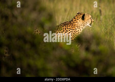 Cheetah (Achinonyx jubatus) a El Karama Ranch, Laikipia County, Kenya Foto Stock
