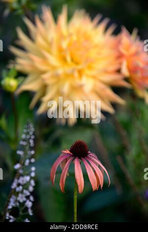 Echinacea purpurea arancio skipper, Coneflower, fiori rossi arancio, miele-mango fiori colorati, letto, bordo, perenne, combinazione fioritura, mix, misto, oran Foto Stock