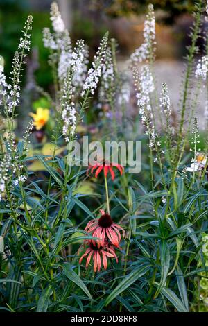 Echinacea purpurea skipper arancione, Coneflower, fiori rossi arancio, misto piantando combinazione, erba, erba, fiore, fioritura, misto piantando combinazione, RM Foto Stock