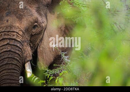 Elefante africano (Loxodonta africana) al Ranch Sosian, Laikipia County, Kenya Foto Stock