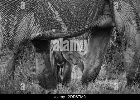 Baby Elephant (Loxodonta africana) al Sosian Ranch, Laikipia County, Kenya Foto Stock