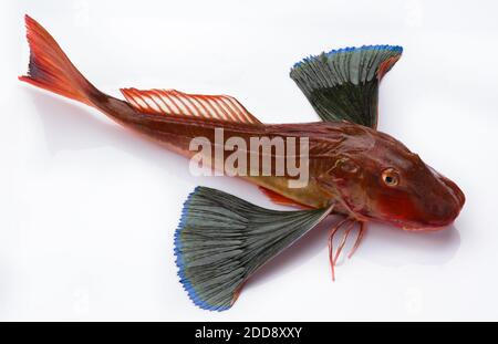 Red Gurnard Fish (Chelidonichthys cuculus) su sfondo bianco Foto Stock