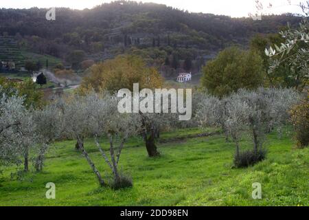 Oliveto nella campagna toscana e paesaggio autunnale. Colline e casa colonica sullo sfondo Foto Stock